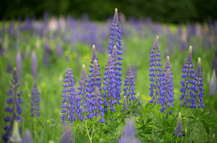 freenaturestock-grappik
